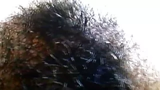 Cadela latina mimada ...